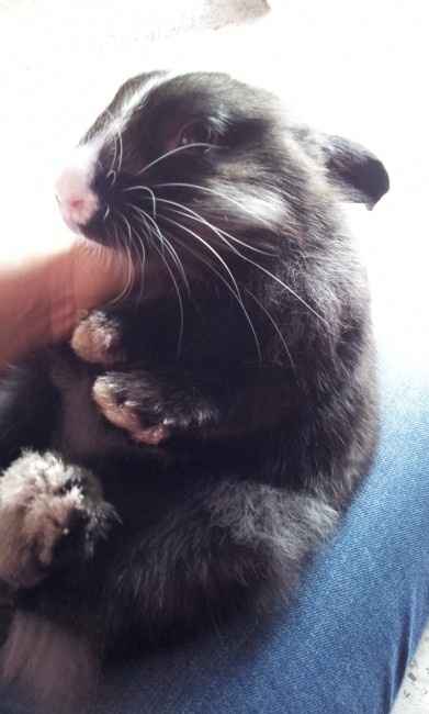 Dove lascerete i vostri cuccioli?! - 1