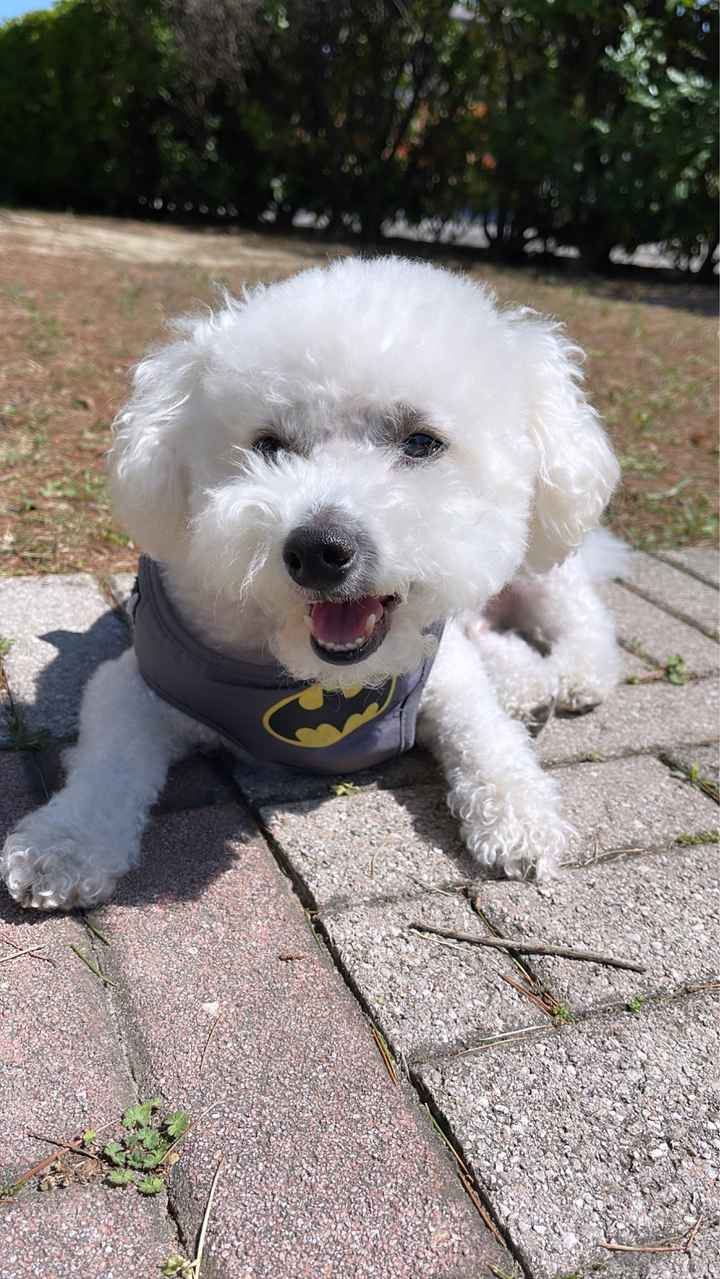 Dog sitter vicino Reggio Calabria - 1