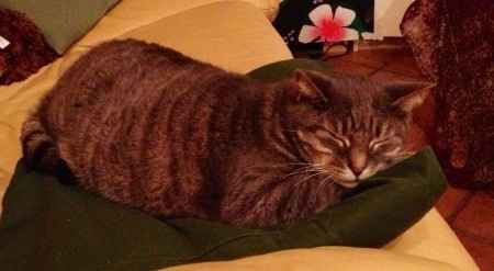 Le foto dei vostri animali - 1