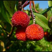 Marmellata di.... - 1