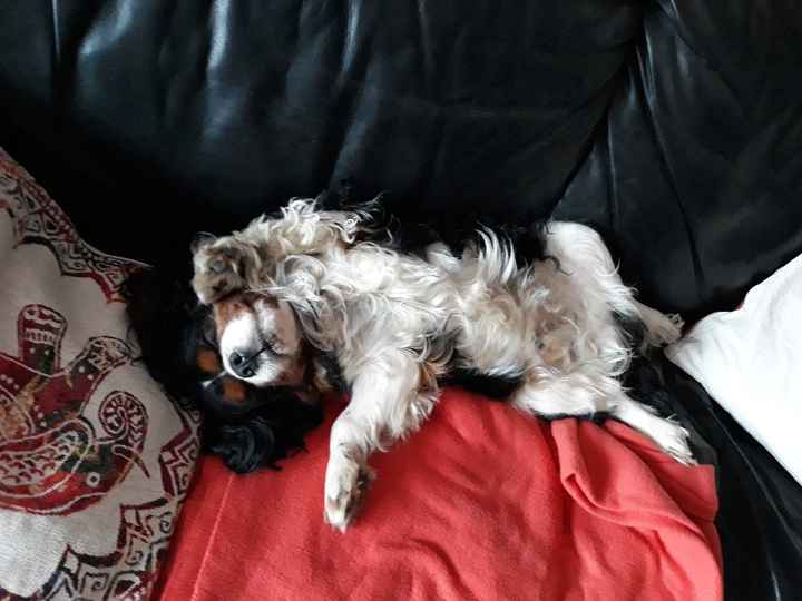 Bimbo peloso al matrimonio 😍🐶 - 1