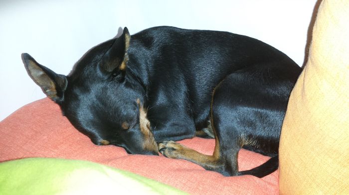 Too cute: i vostri amici animali - 1