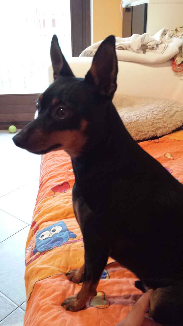 Too cute: i vostri amici animali - 2