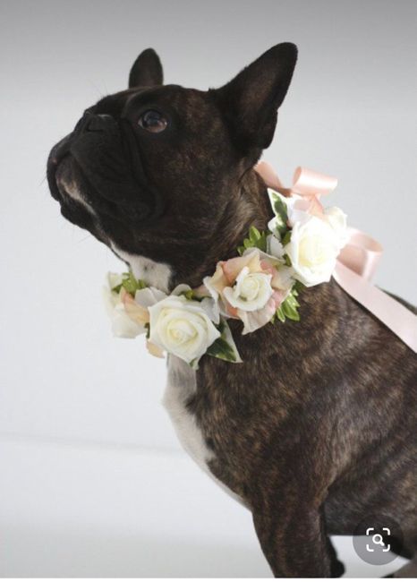 Collare di fiori per invitato a 4 zampe 🐾 🐾 2