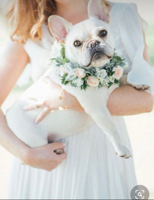 Collare di fiori per invitato a 4 zampe 🐾 🐾 3