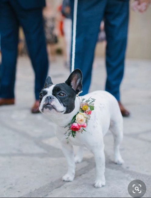 Collare di fiori per invitato a 4 zampe 🐾 🐾 4