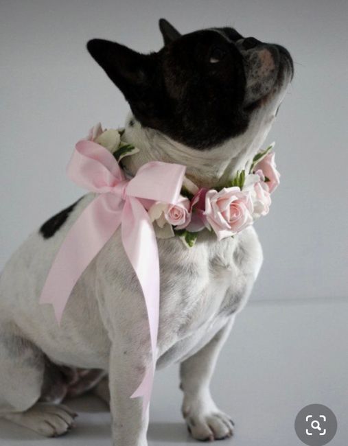 Collare di fiori per invitato a 4 zampe 🐾 🐾 5