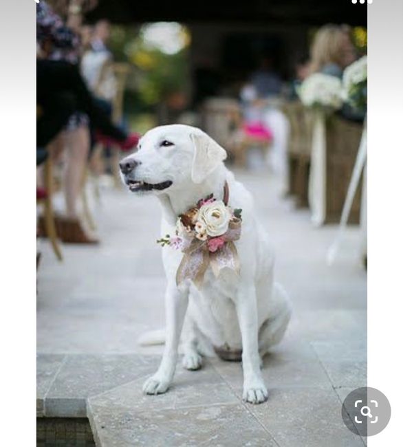 Collare di fiori per invitato a 4 zampe 🐾 🐾 7
