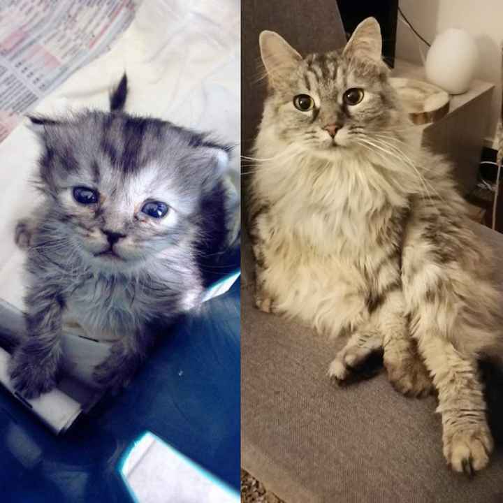 Mi presentate i vostri amici a 4 zampe?! 😃 - 4