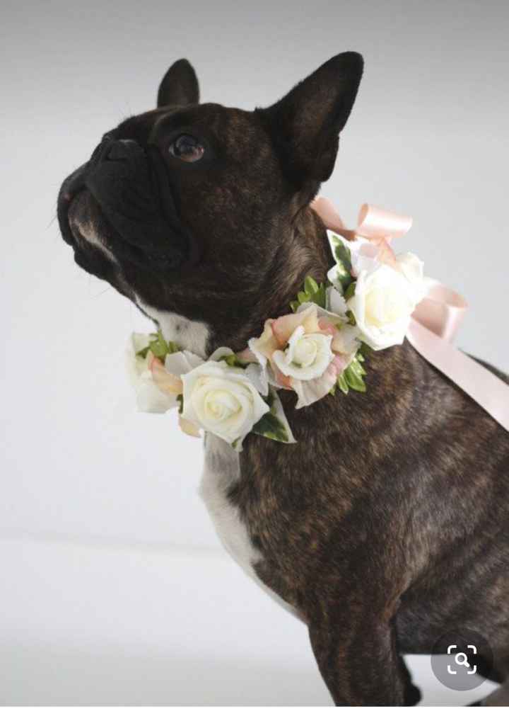 Collare di fiori per invitato a 4 zampe 🐾 🐾 - 2
