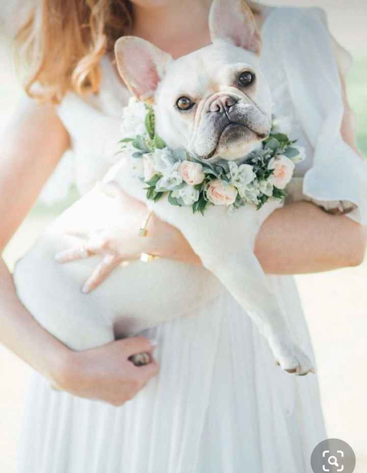 Collare di fiori per invitato a 4 zampe 🐾 🐾 - 3