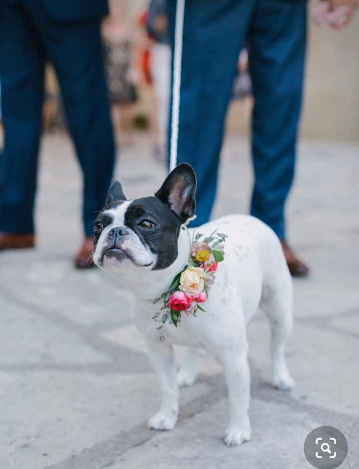 Collare di fiori per invitato a 4 zampe 🐾 🐾 - 4