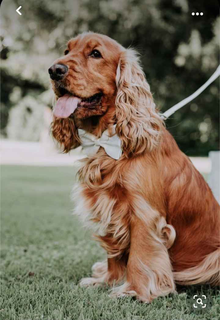 Collare di fiori per invitato a 4 zampe 🐾 🐾 - 6