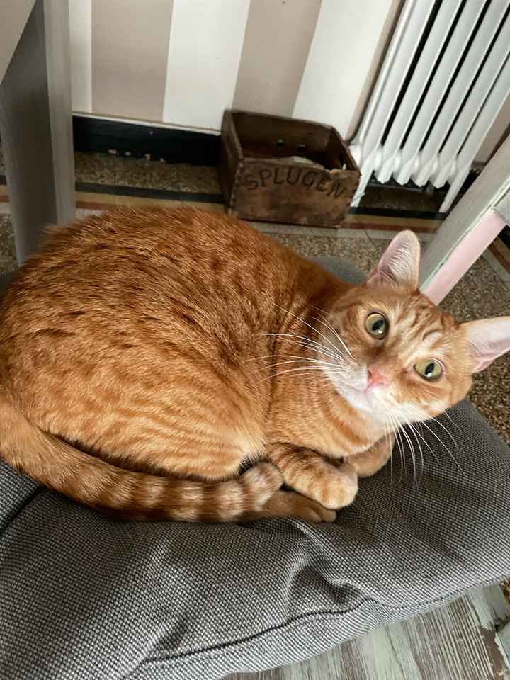 Ci saranno i vostri amichetti pelosi alle nozze? - 2