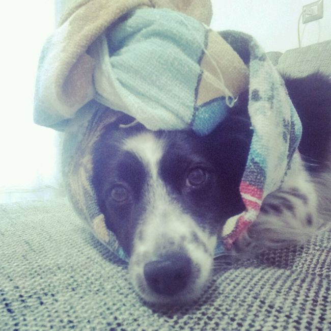 Too cute: i vostri amici animali - 1