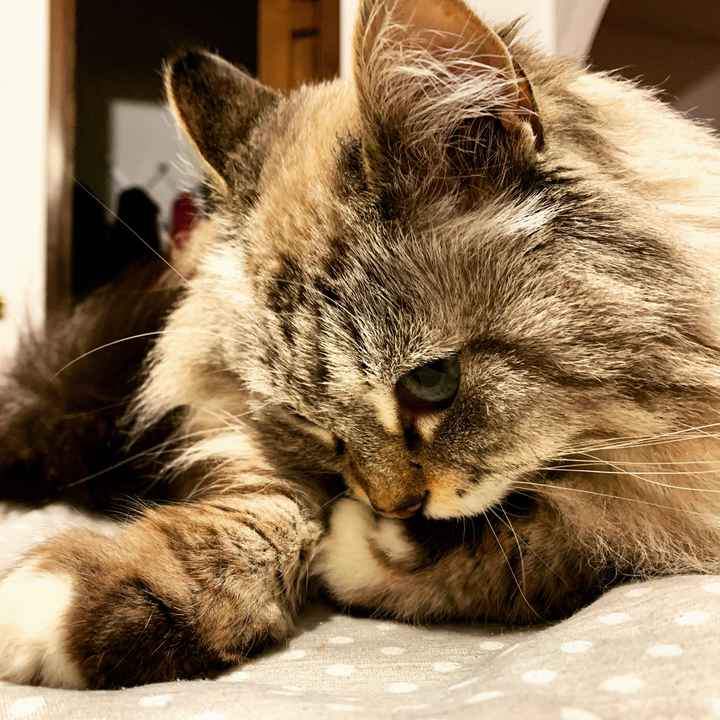 Mi presentate i vostri amici a 4 zampe?! 😃 - 2