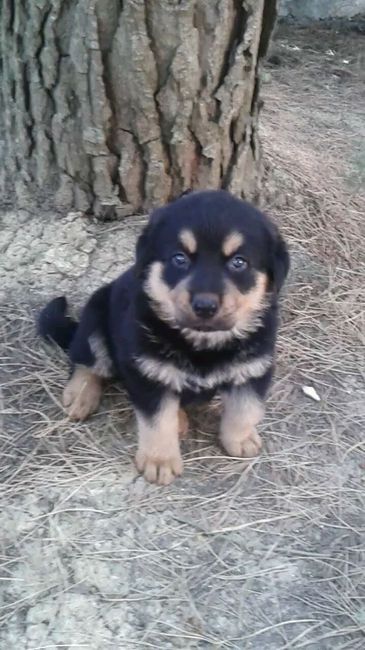 I nostri cuccioli!!! - 1