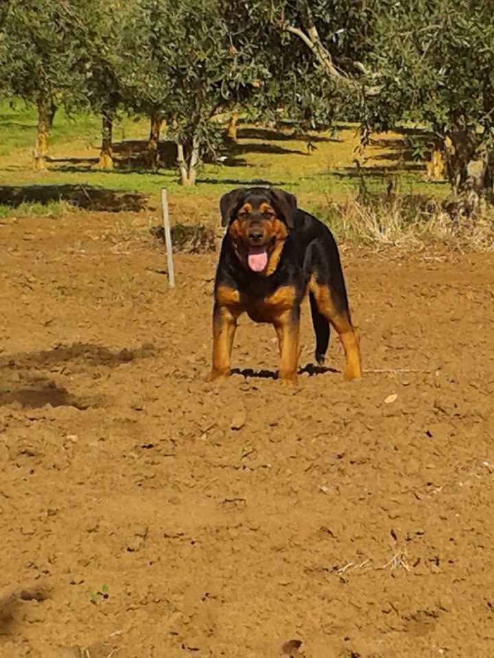 I nostri cuccioli!!! - 3