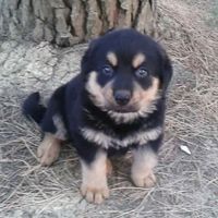 I nostri cuccioli!!! - 1