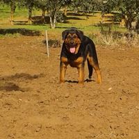 I nostri cuccioli!!! - 3