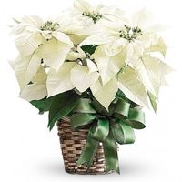 stella di natale bianca