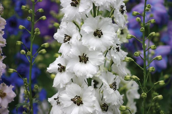 Delphinium 