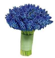 muscari