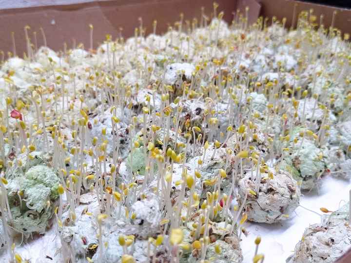 Bomboniere green fai-da-te - 3