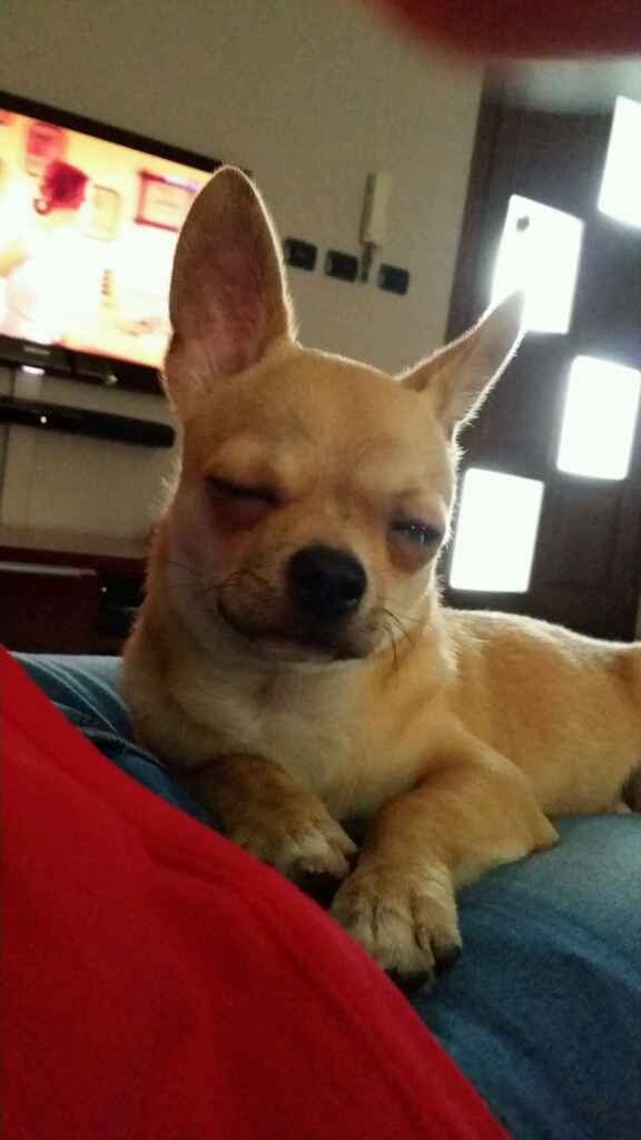 Too cute: i vostri amici animali - 1