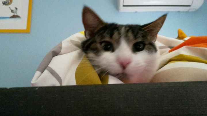 Too cute: i vostri amici animali - 1