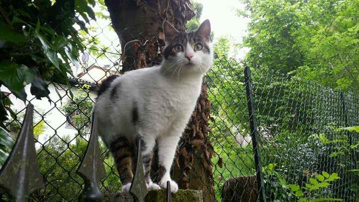 Too cute: i vostri amici animali - 3