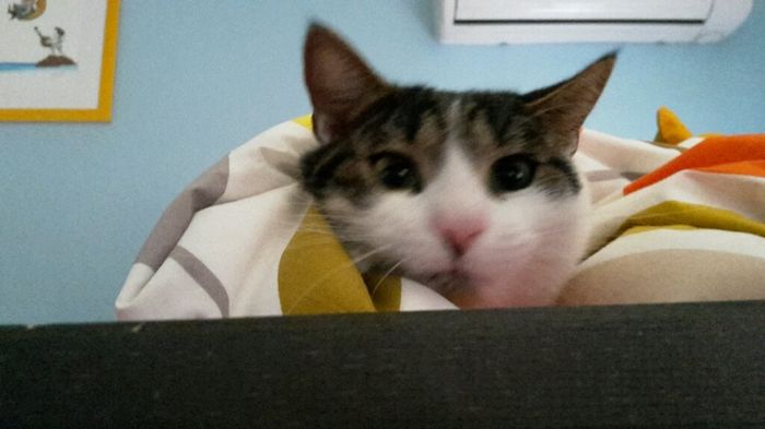 Too cute: i vostri amici animali - 1