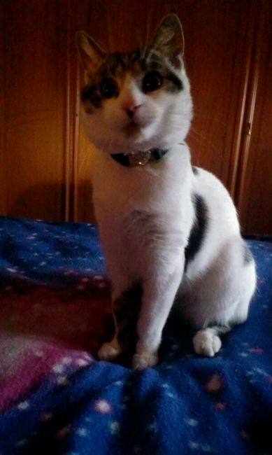 Too cute: i vostri amici animali - 2