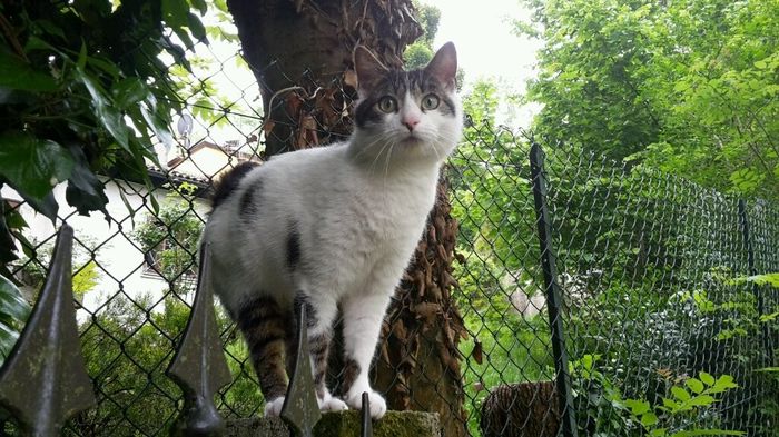 Too cute: i vostri amici animali - 3