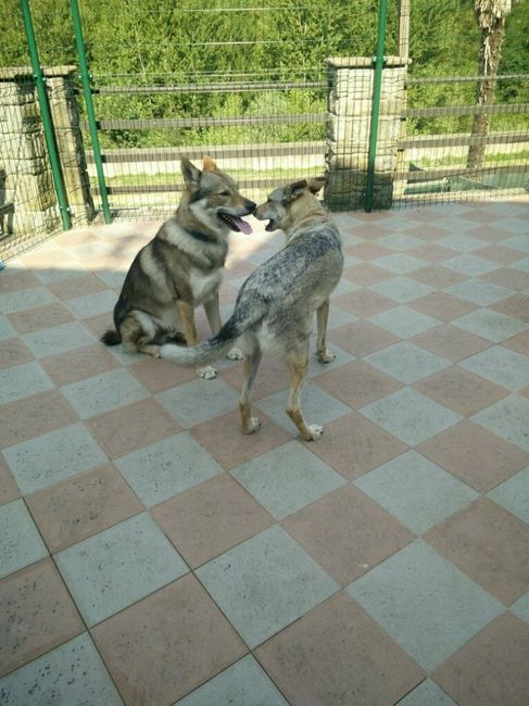 Il vostro amico a 4 zampe parteciperà al vostro matrimonio? - 1