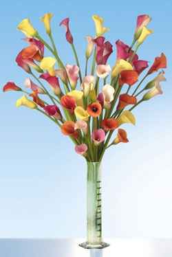 Vaso di calle nane!!!