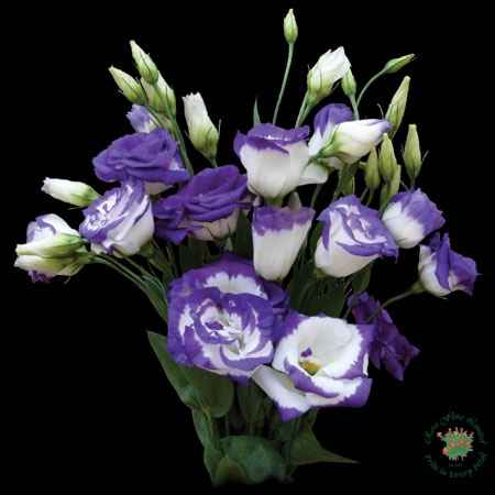 lisianthus