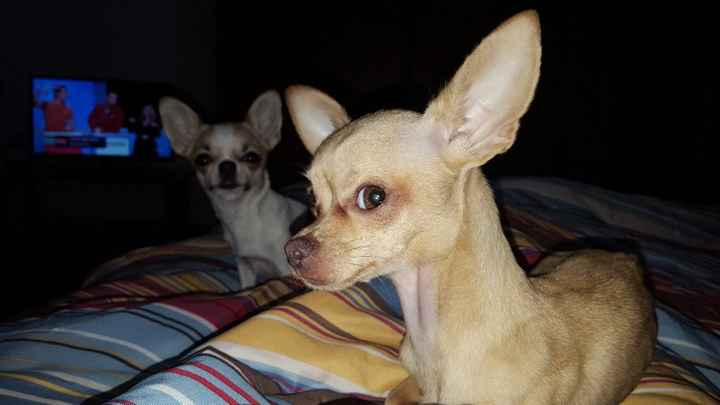 Bimbo peloso😍🐶 - 1