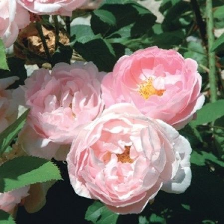 RosePeonie ad Agosto.... si può!!!!! - 2