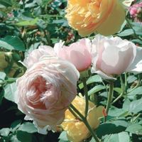 RosePeonie ad Agosto.... si può!!!!! - 3