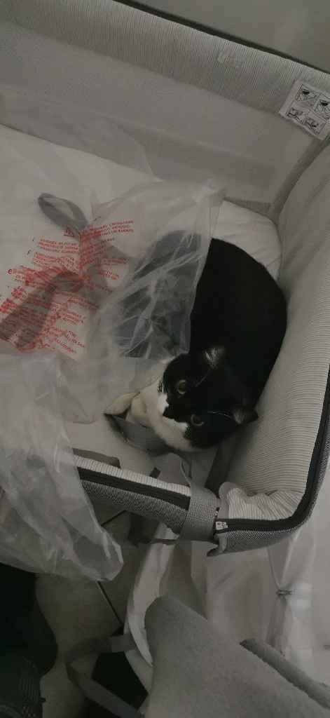 Future mamme "dicembrine" 2019 💙💗 - 2