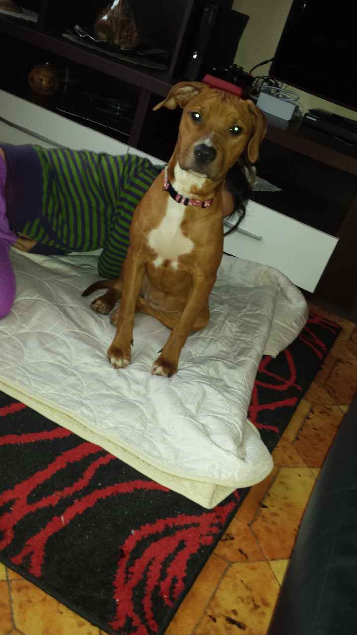 Un nuovo pelosetto tra noi!! - 1