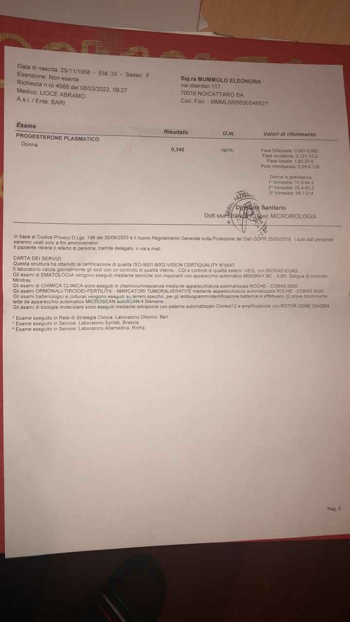 Prolattina altissima - 2