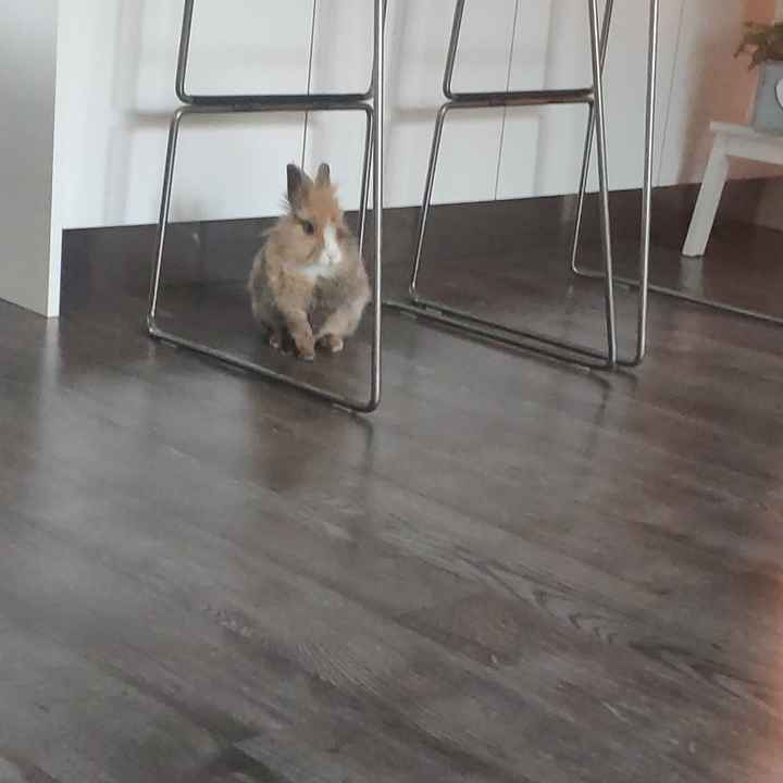 i nostri amici animali - 1