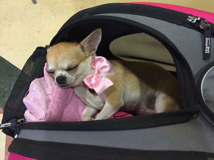 Le fedi le porta il mio cane! - 1