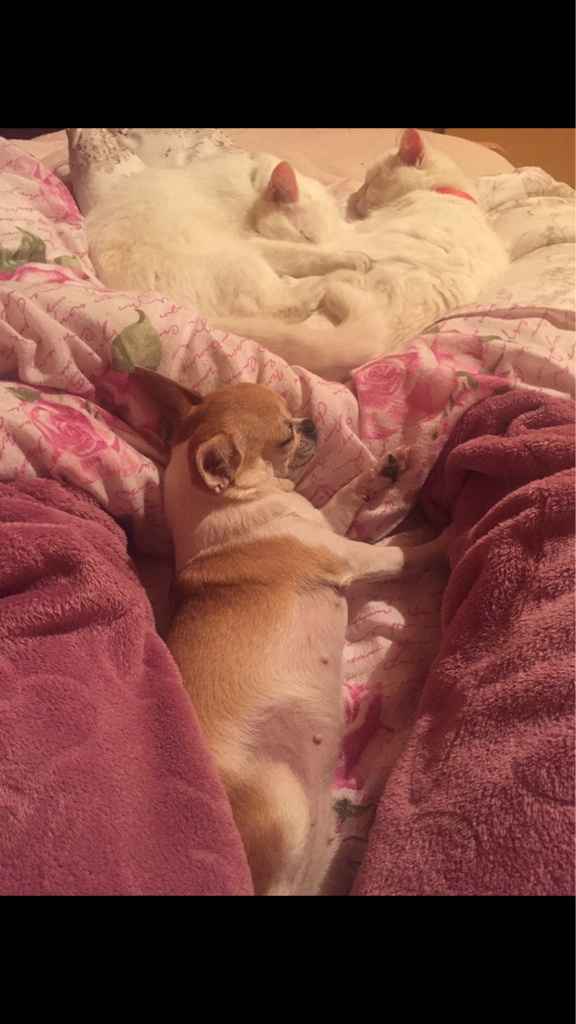 Il regalo più prezioso - 1