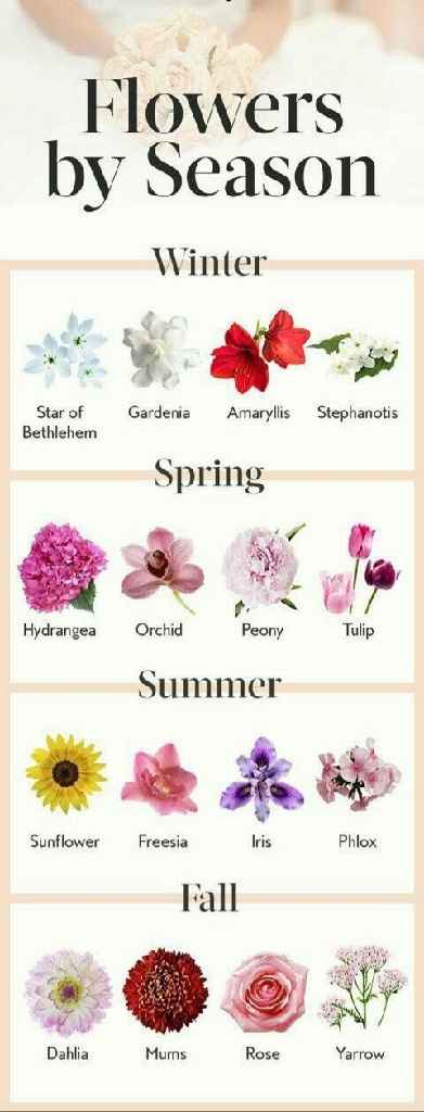 Il bouquet per ogni stagione!🌹🌸🌻🌼 - 1