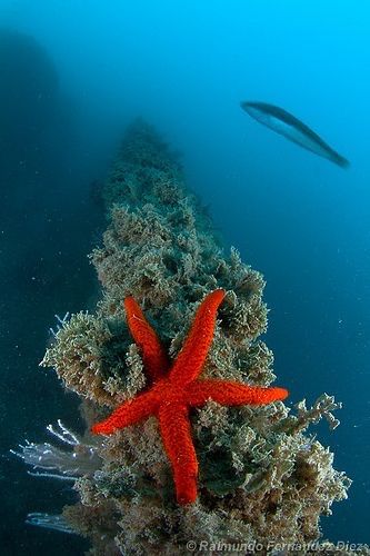 Sposine ho bisogno del vostro aiuto :) 2