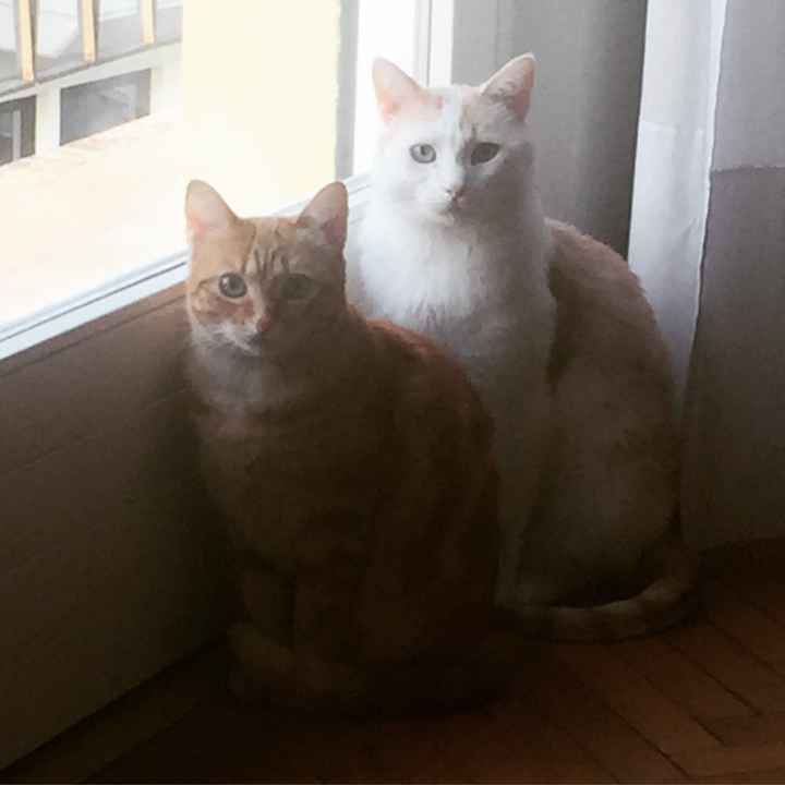 e anche questi sono pronti! - 1