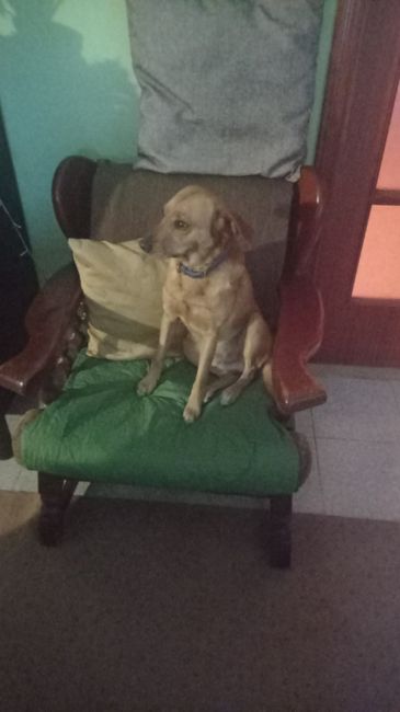 Il proprio cane al matrimonio, come? 1